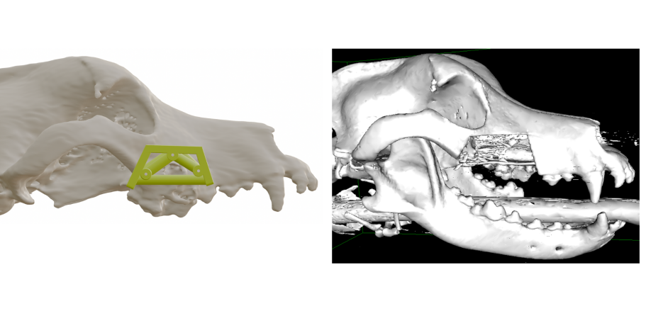 Caudal maxillectomy guide with straight osteotomies