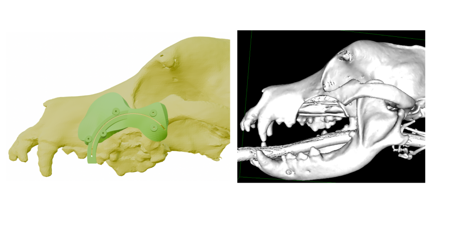 Caudal maxillectomy guide with TPLO blade
