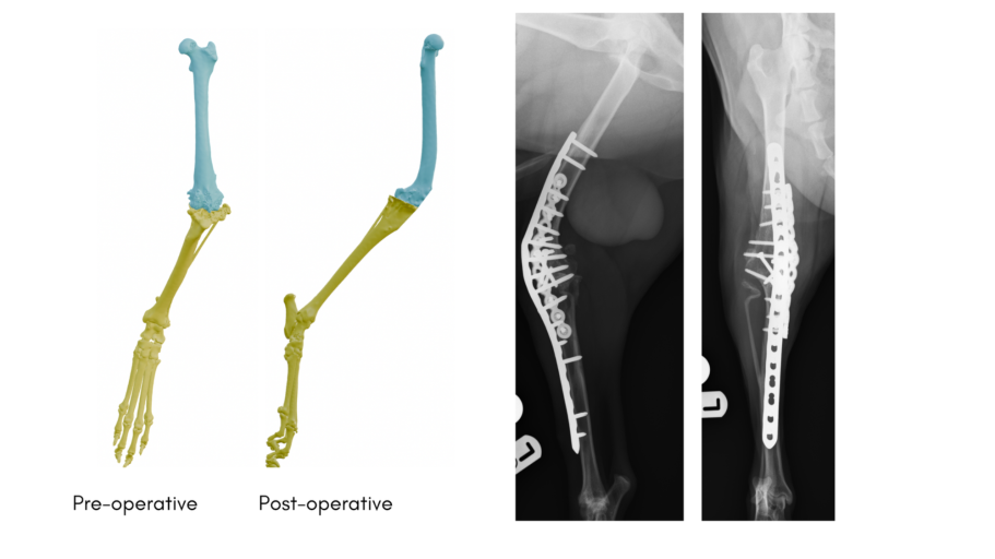 Stifle arthrodesis